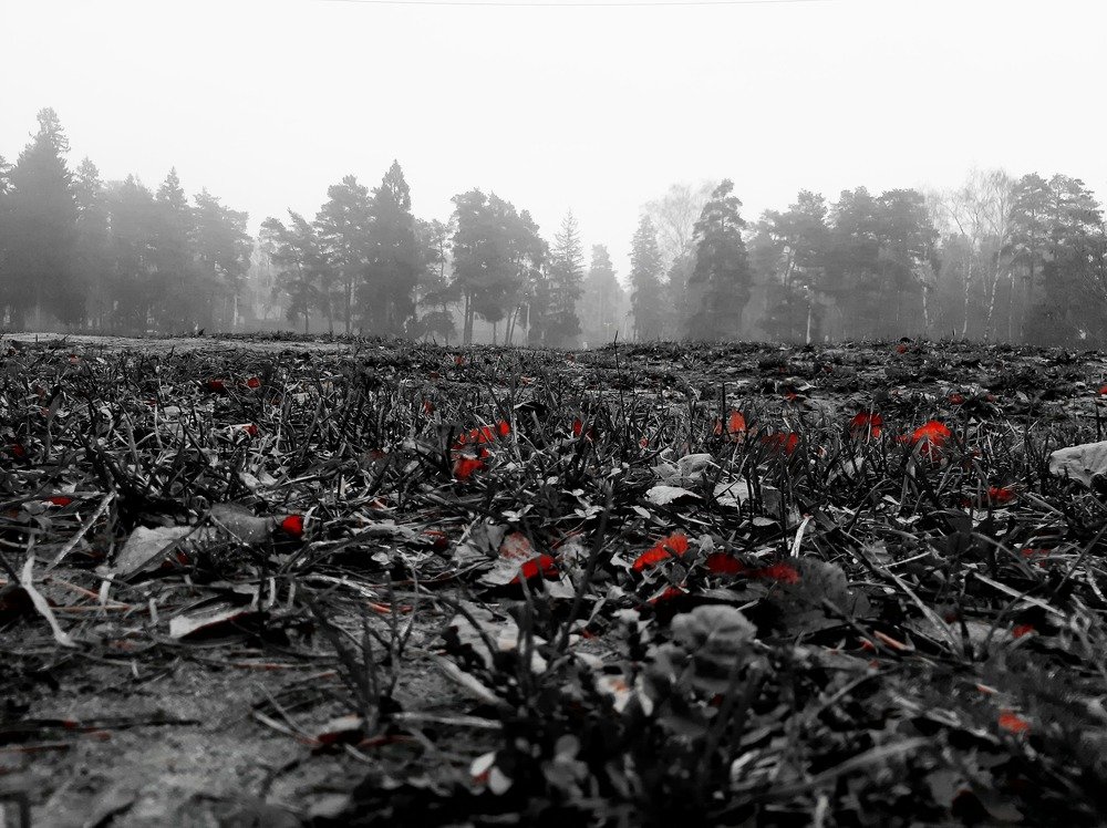 Photograph by Анастасия Зенкина