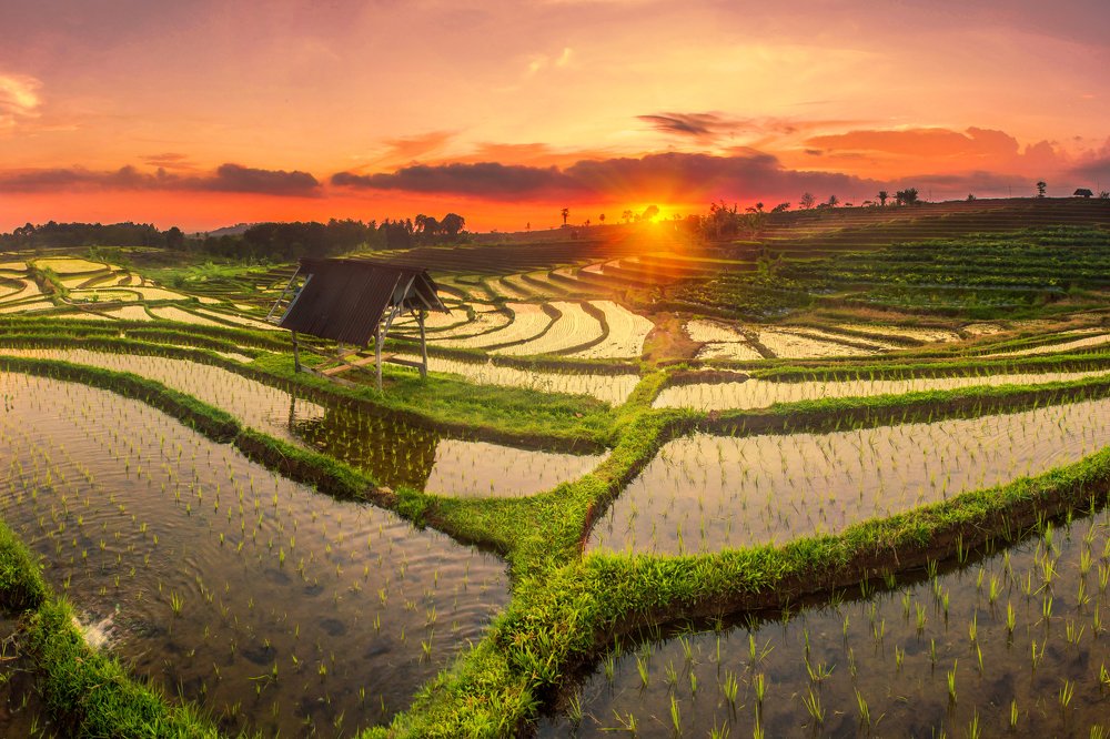 the beauty of rice fields with orange color in Bengkulu Utara, Indonesia
