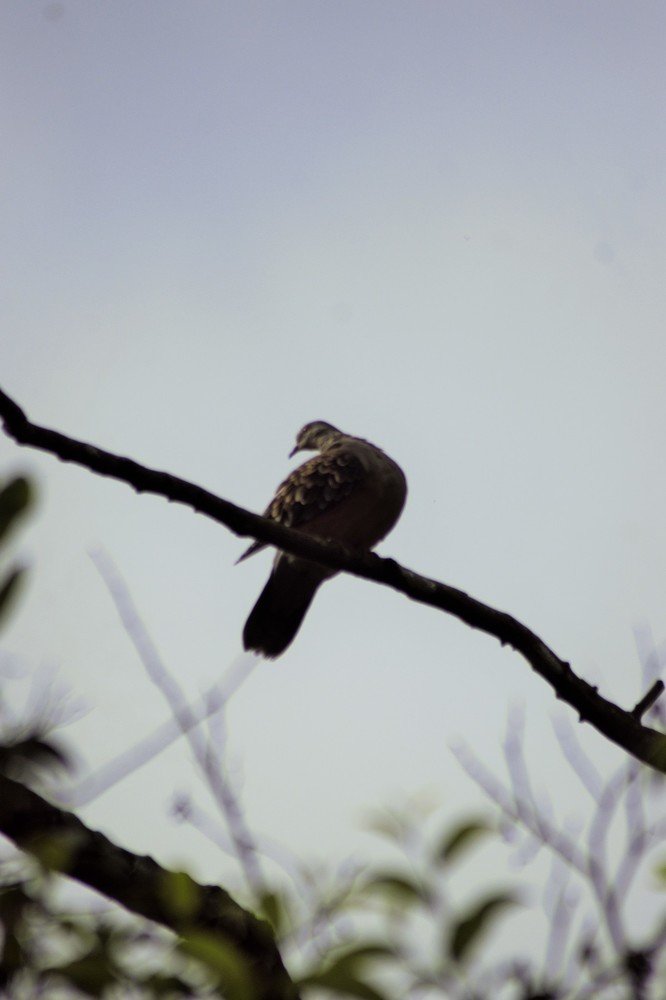 Photograph by gajen thapa