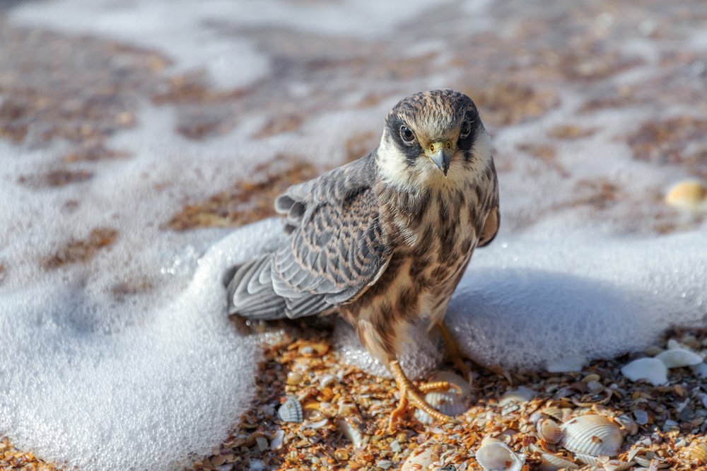 Пенная ванна для чеглока