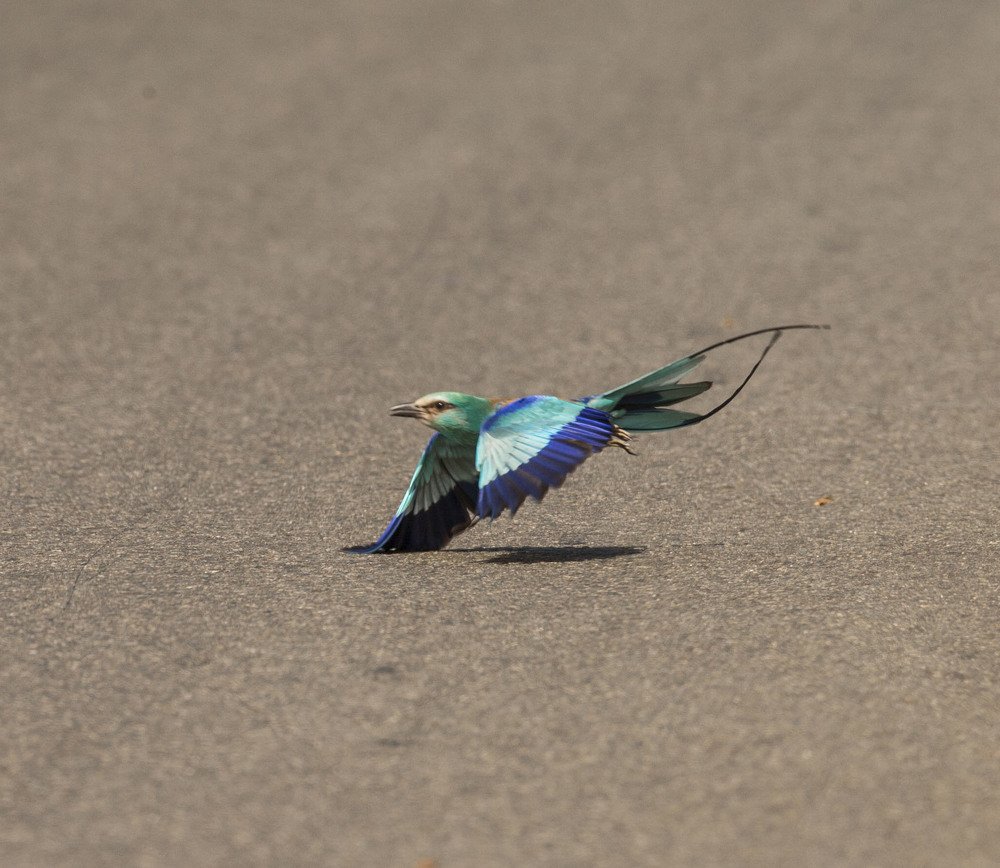 Catching the Grasshoppers