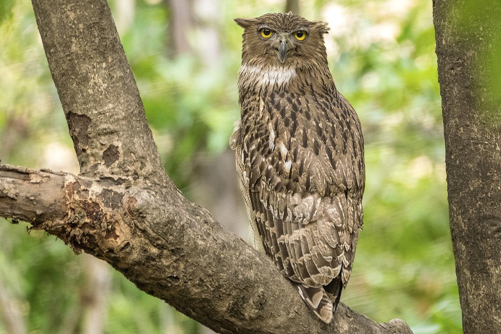 Photograph by Ashim Chakravarty