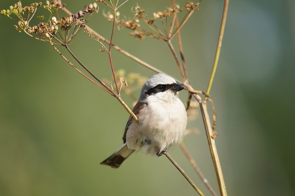 Фотография автора AlexBush