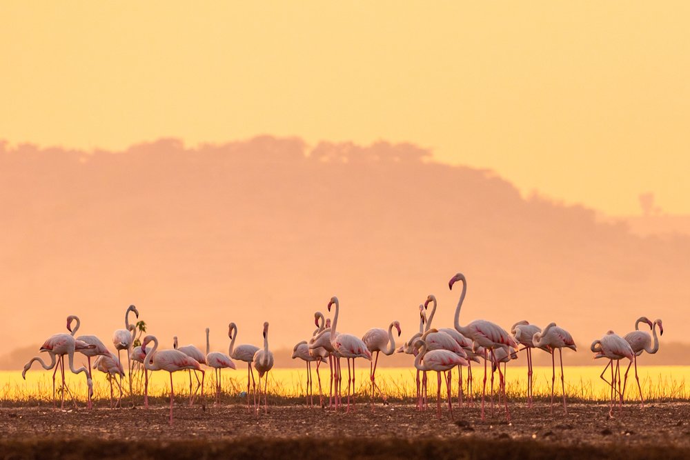 Flemimgos in Golden Light