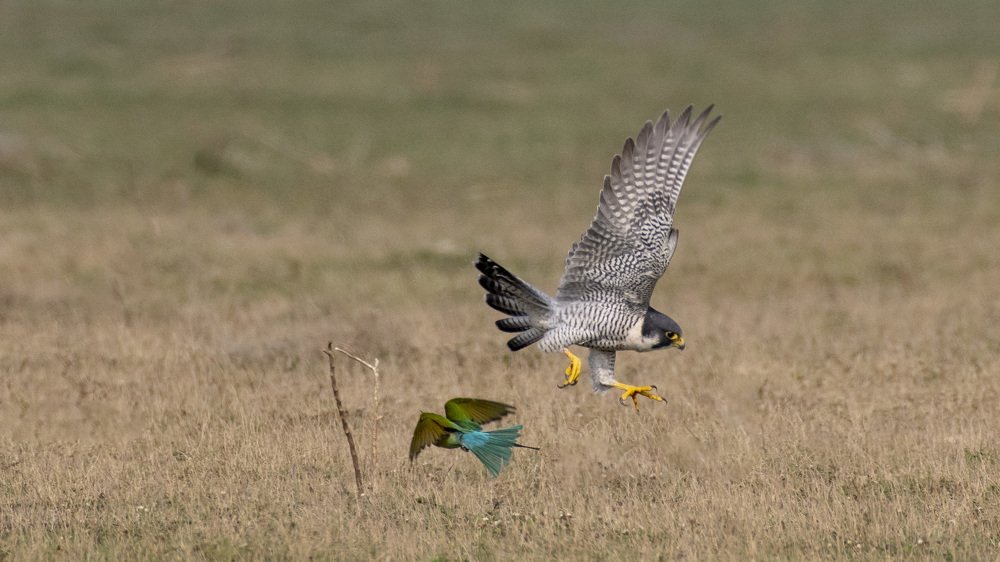 Фотография автора Gokul Addanki