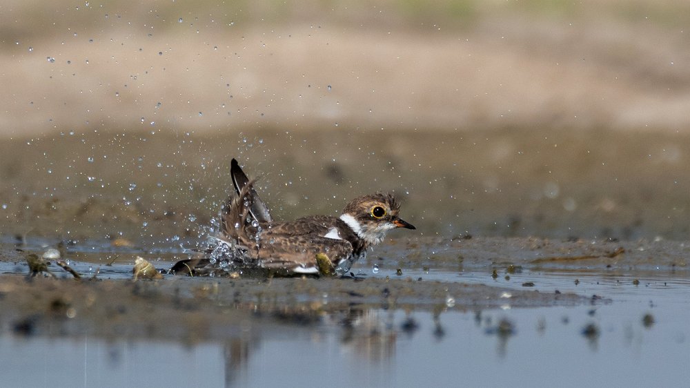Фотография автора Gokul Addanki