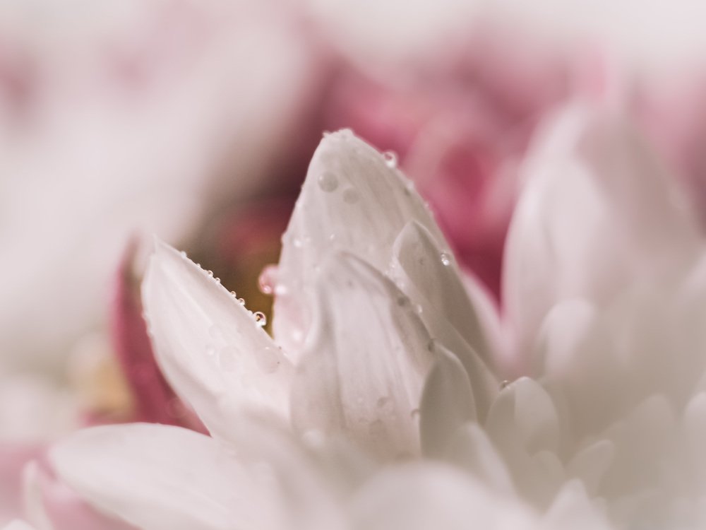 Роса на цветах