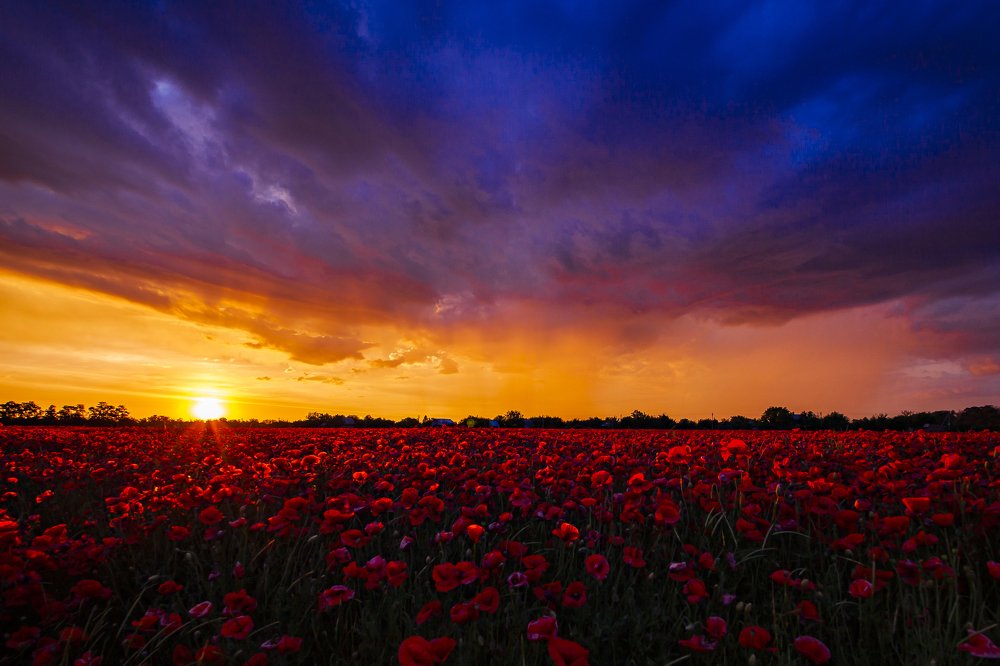 Закат на маковом поле