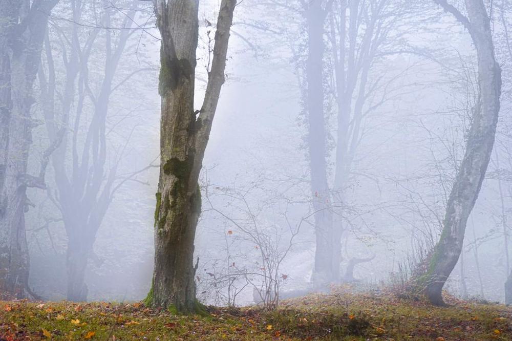 Photograph by Hamid musavi