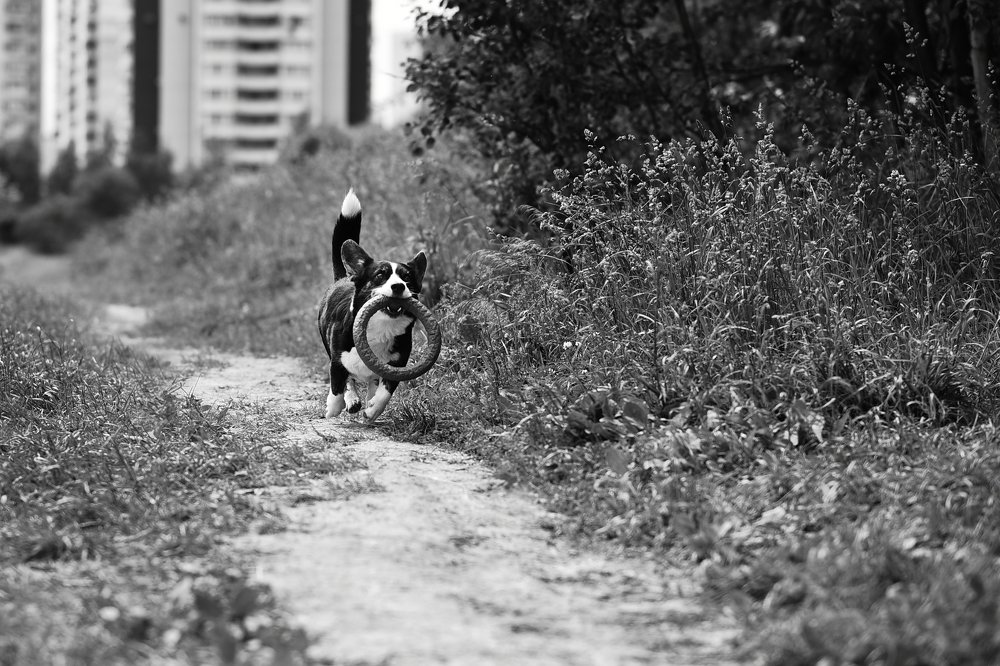 Стремительная Рэй