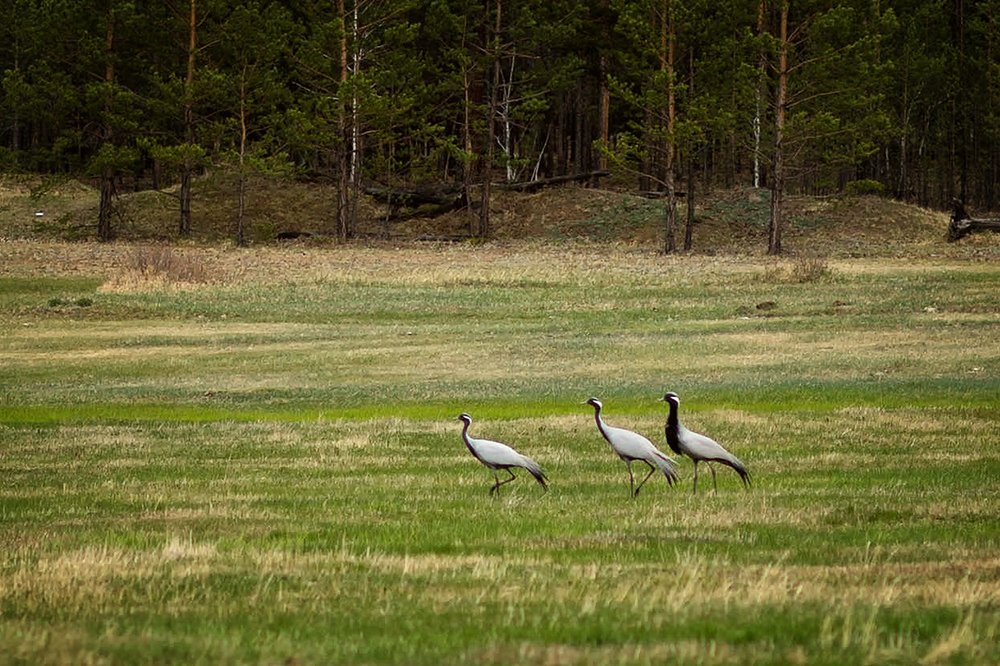 Photograph by Максимова Ольга Васильевна