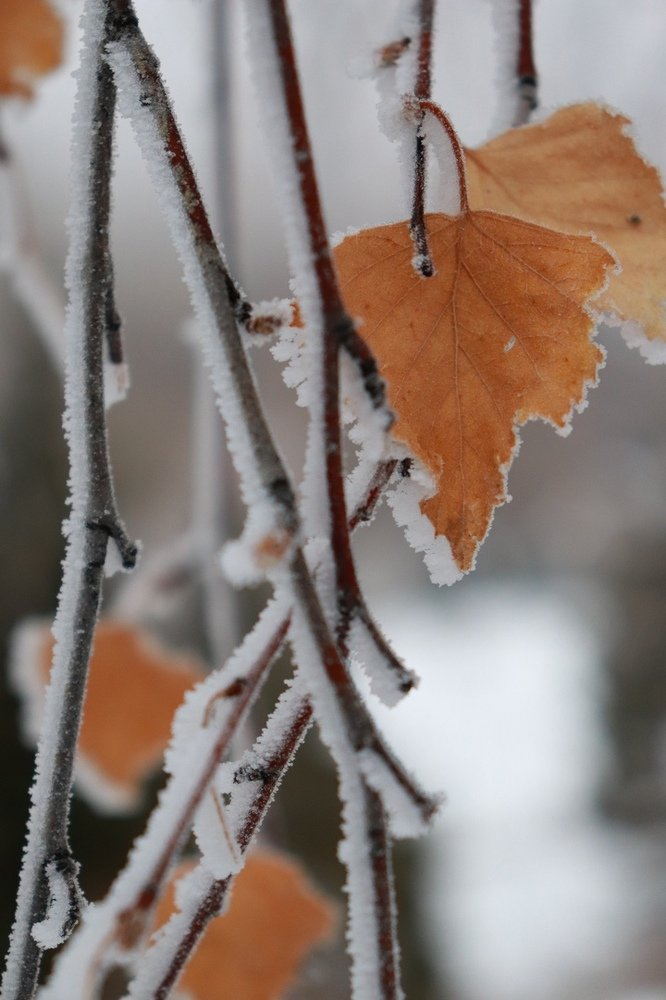 Photograph by Элина Купцова