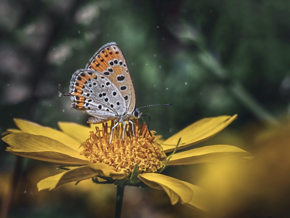 Butterfly on yellow flower