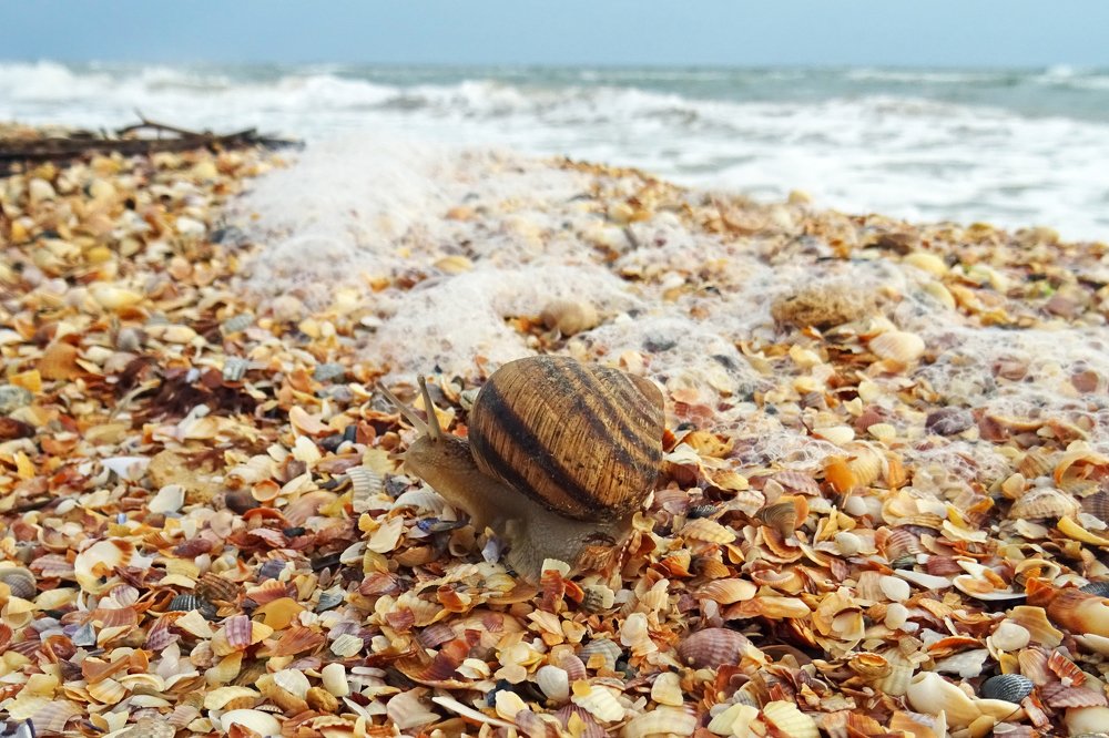 Улитка и море