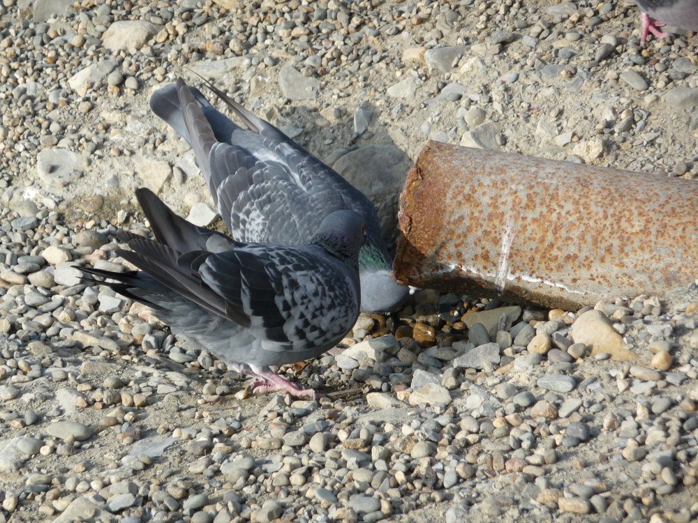 Прилетели попить водички