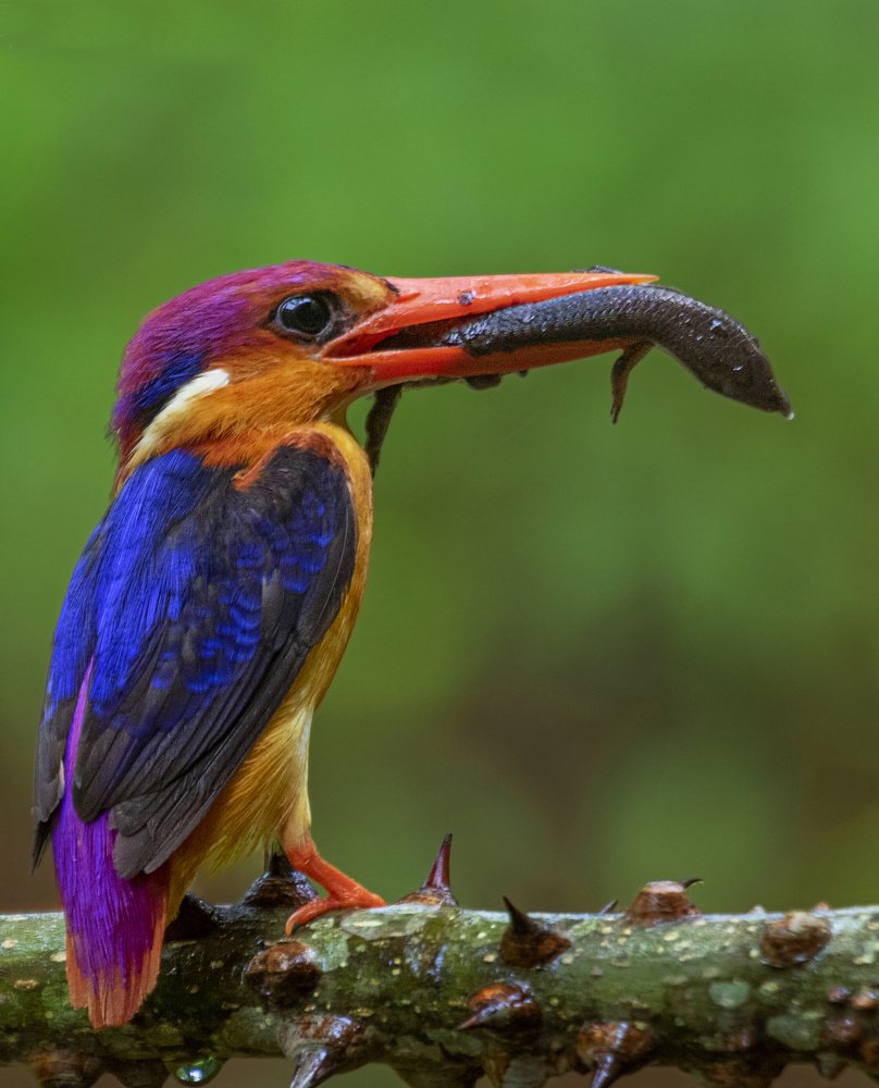 Photograph by Karthik Enumulla