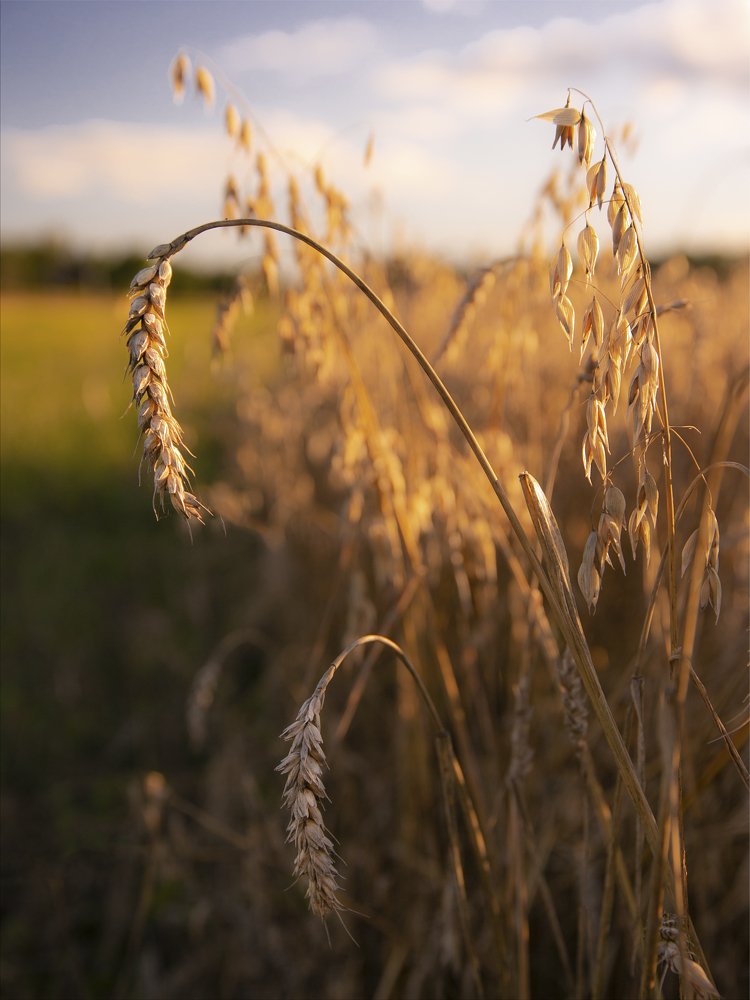 Photograph by Liudmila Drake