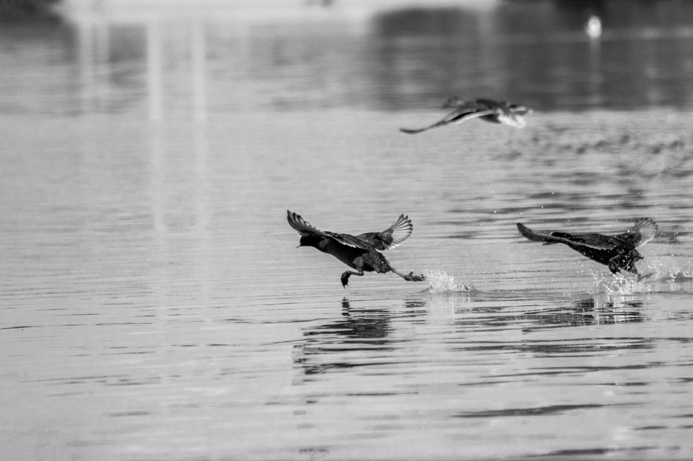 Photograph by Дмитрий Тимин