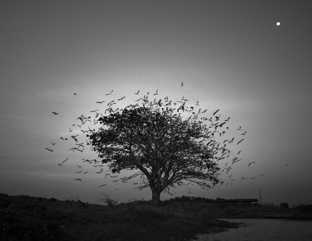 Photograph by Ramatis Haywanon da Costa