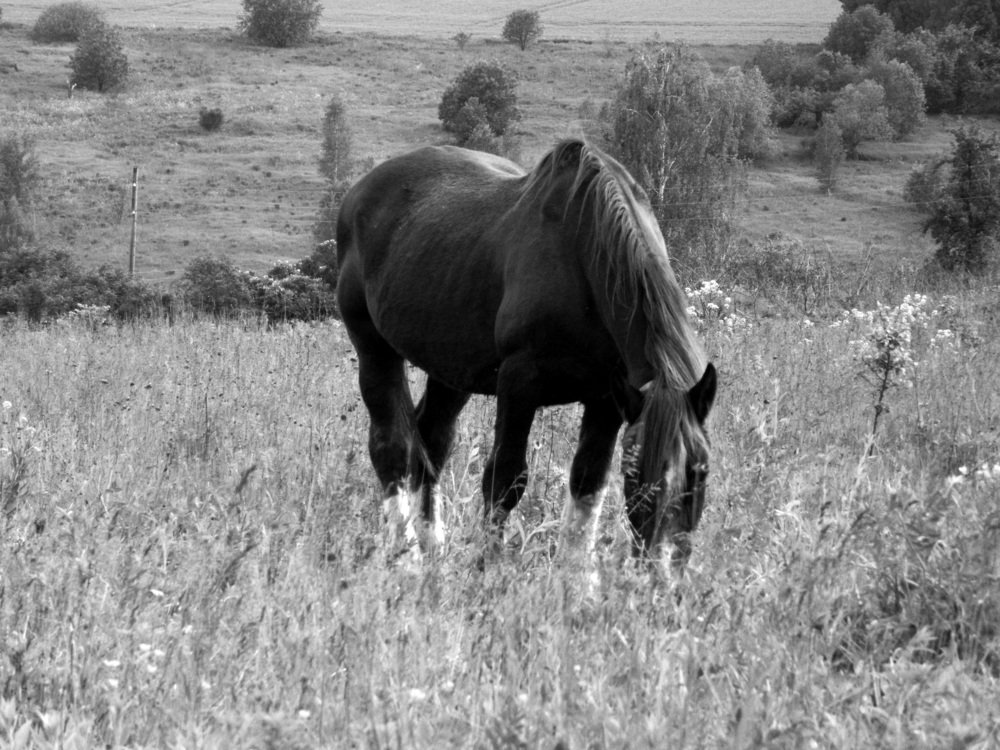 Photograph by Никитина Анна