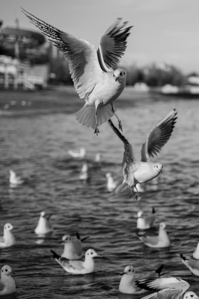 Photograph by Юлия Шумляева