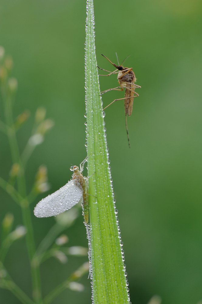 Красавица и чудовище.