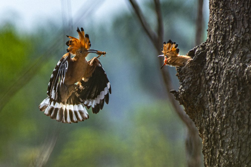 Photograph by Phyo Moe