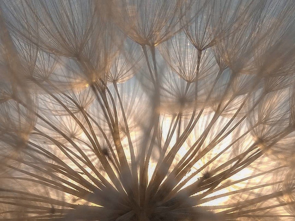 Одуванчиковый павлин