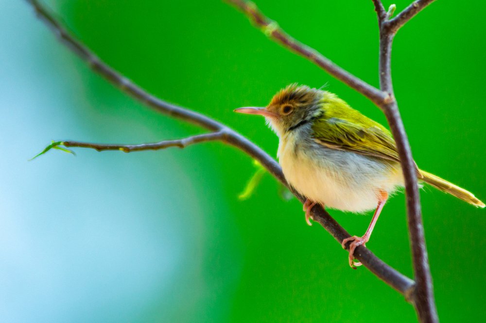 Photograph by Phyo Moe