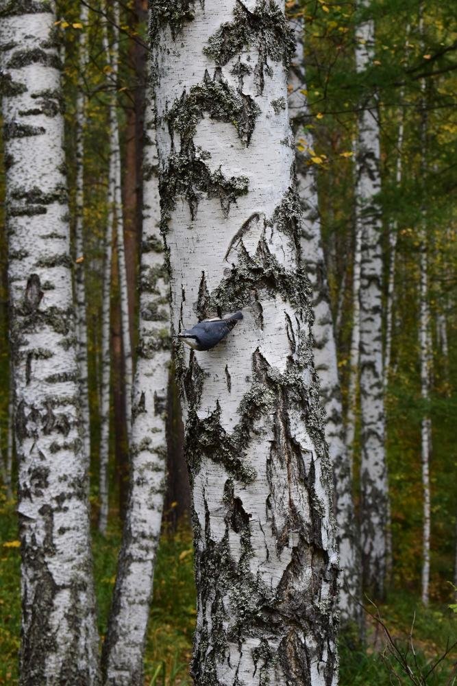 Photograph by Екатерина Вострякова