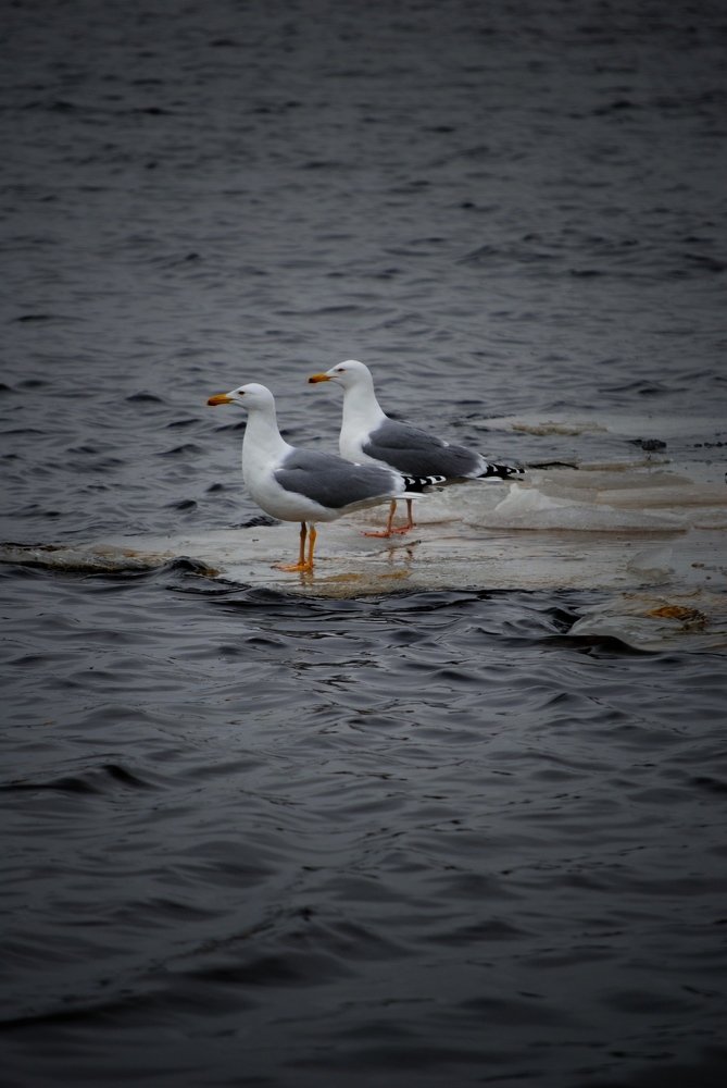 Photograph by Алина