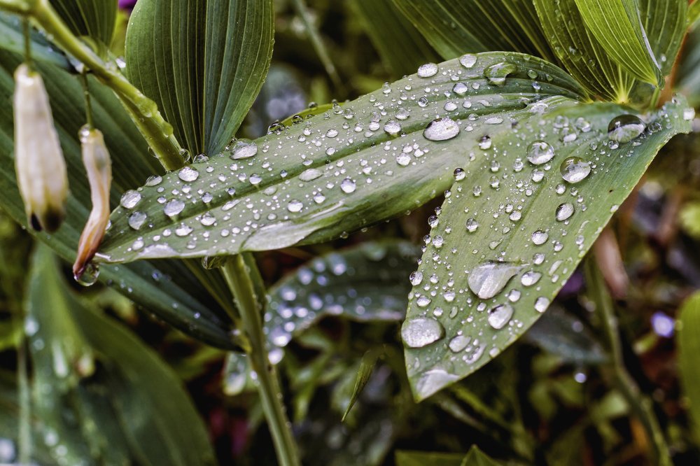 Во власти капель..