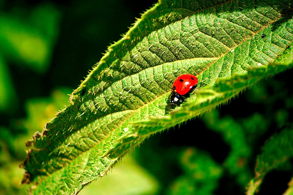 Photograph by Siamak Sabet