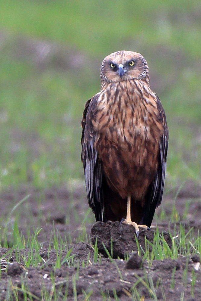 хозяин полей