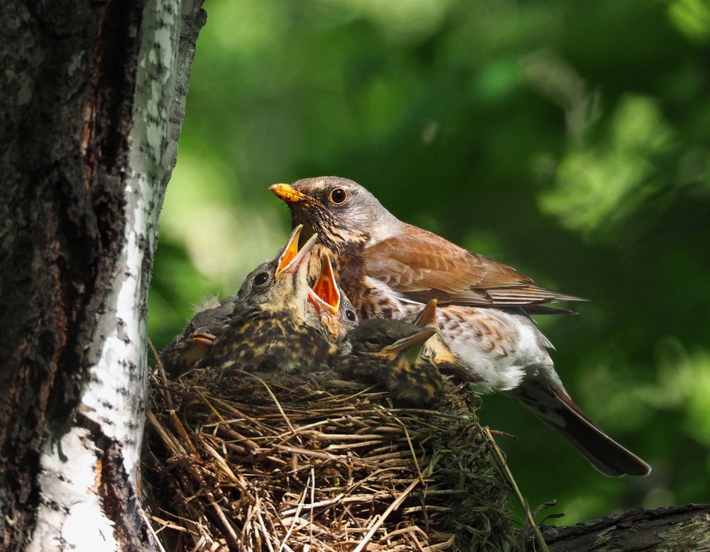 Photograph by Елена Ржевская
