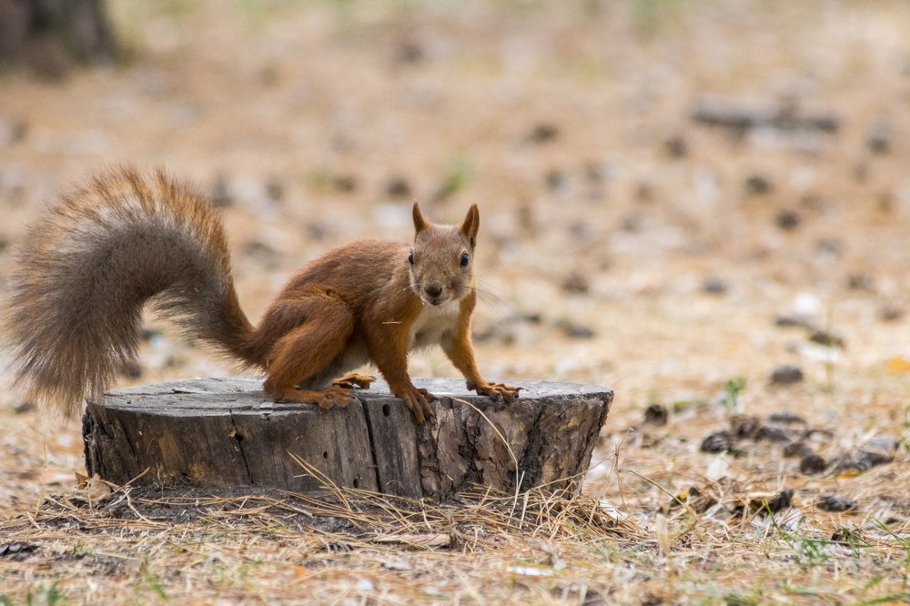 Photograph by Дмитрий Тимин