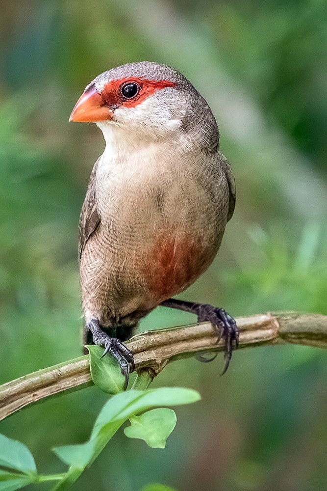 Photograph by Joao R Cortez