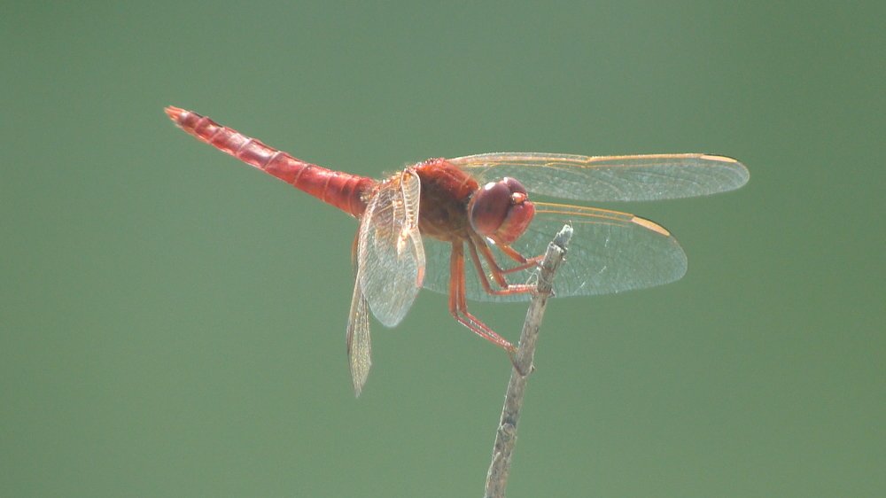 Crocothemis erythraea (male)