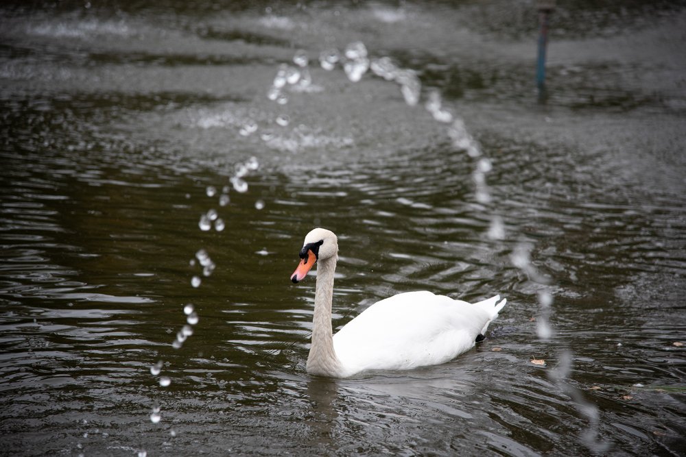 Фотография автора Дмитрий Войнов