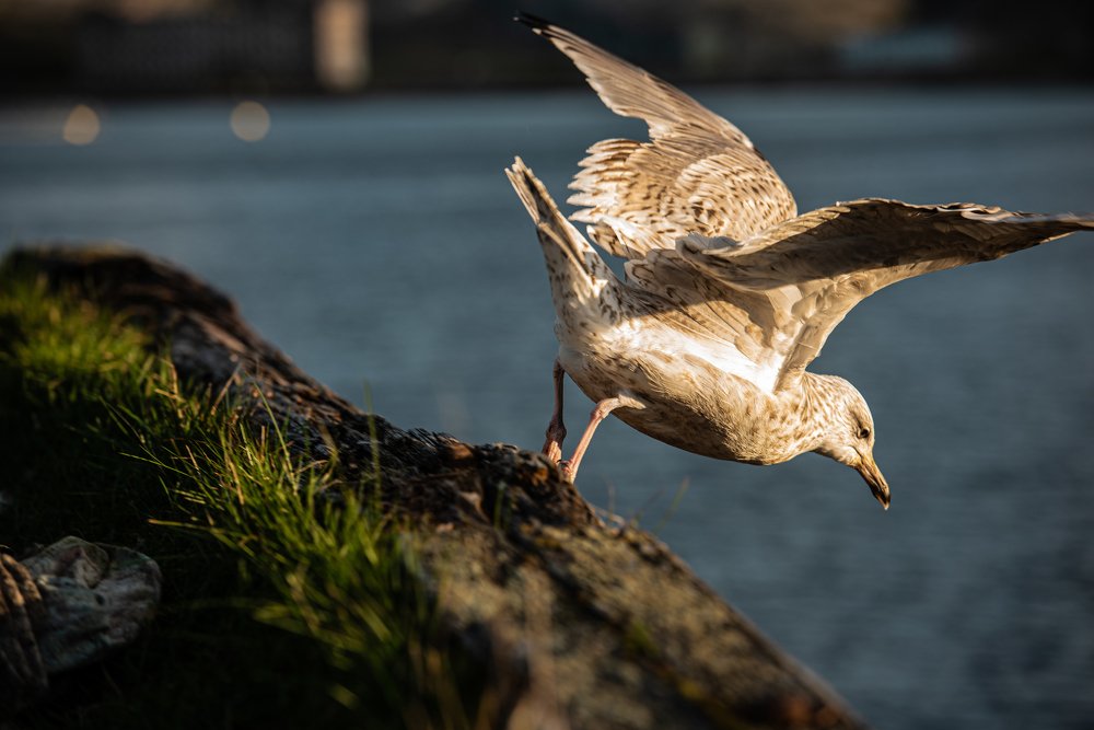 Photograph by Николаева Светлана