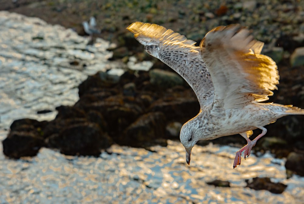 Photograph by Николаева Светлана
