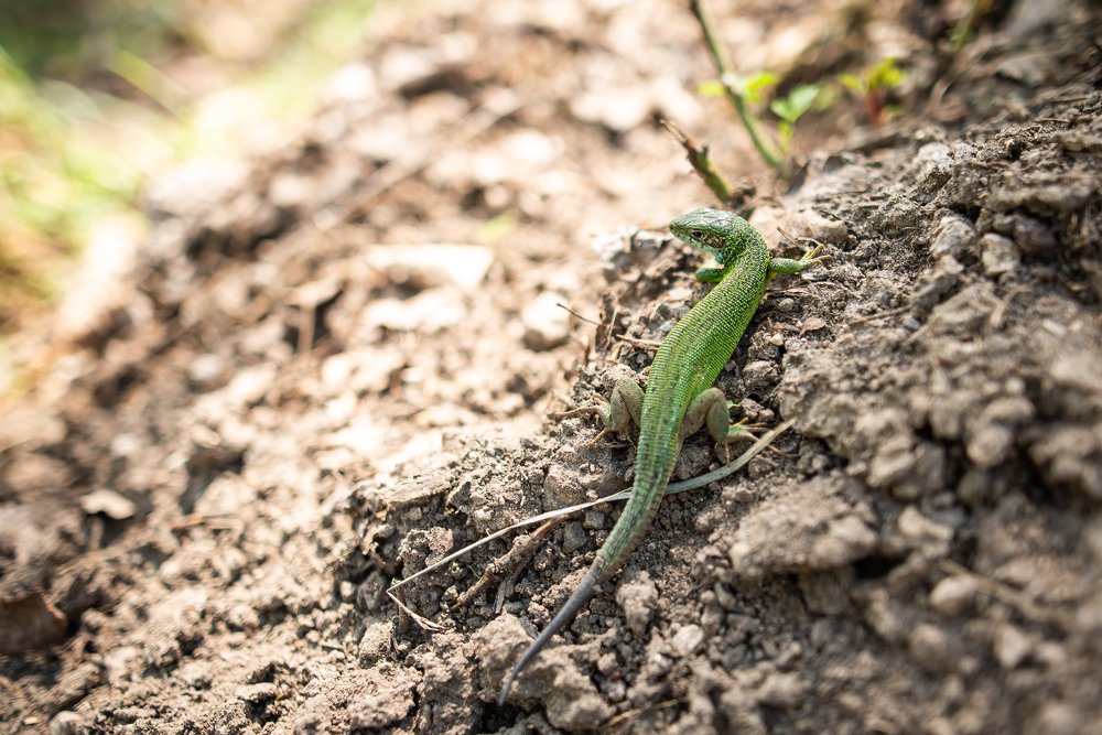 Photograph by Plugari Constantin