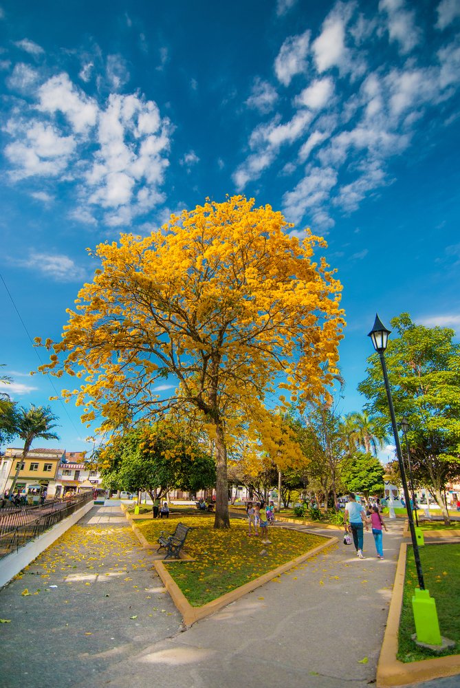 Árbol Guayacán Riosucio Caldas Colombia