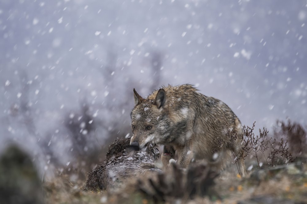 Photograph by Ernestas Balcikonis