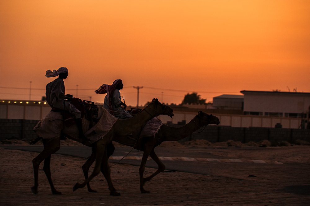 Camel race