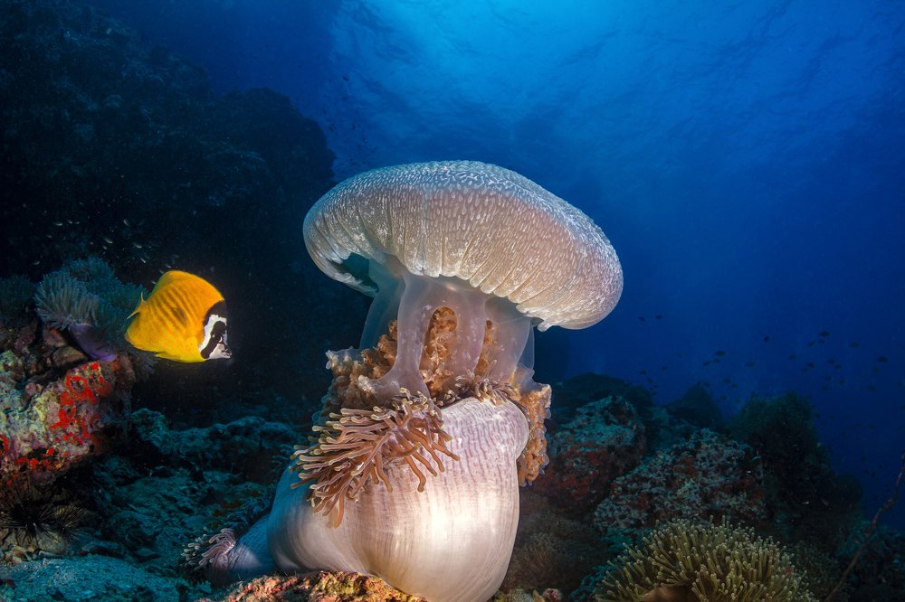 an enemy of an anemone