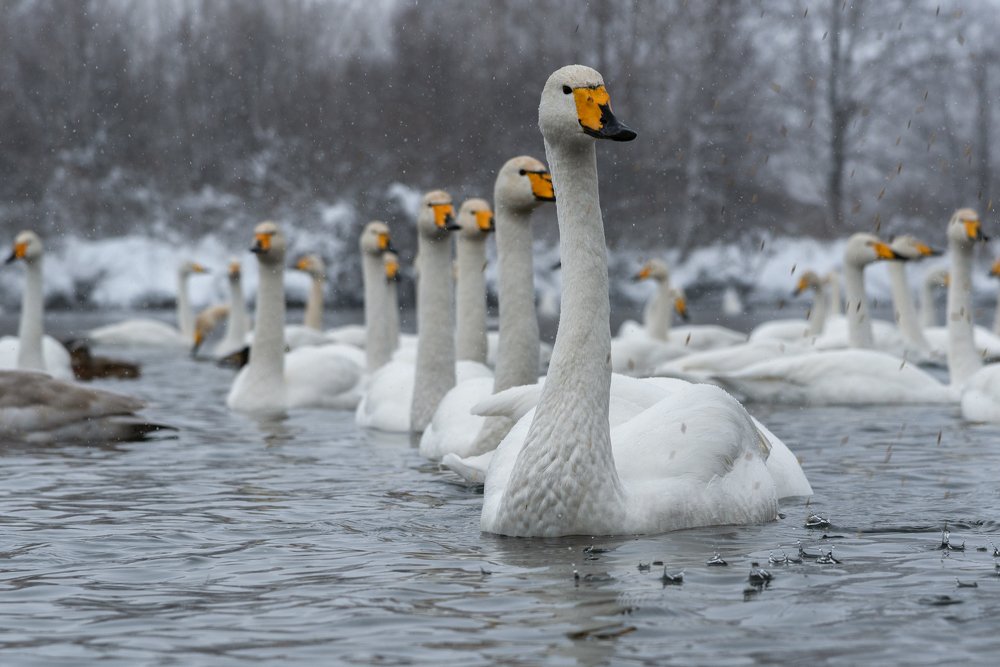 Отделение, смирно! Равнение налево!