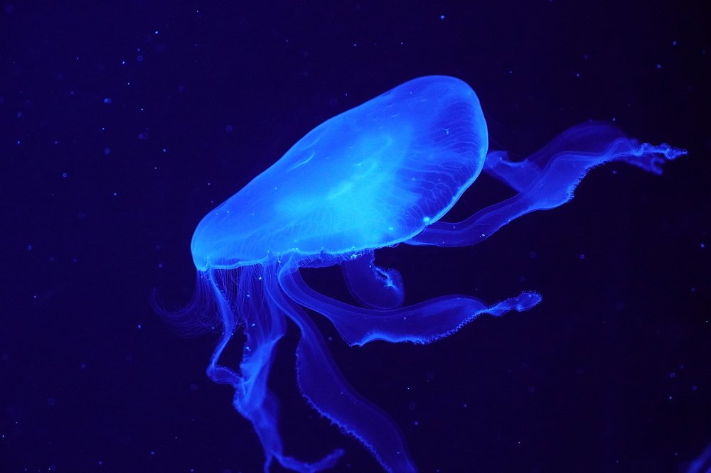 Photograph by Vajna Imre