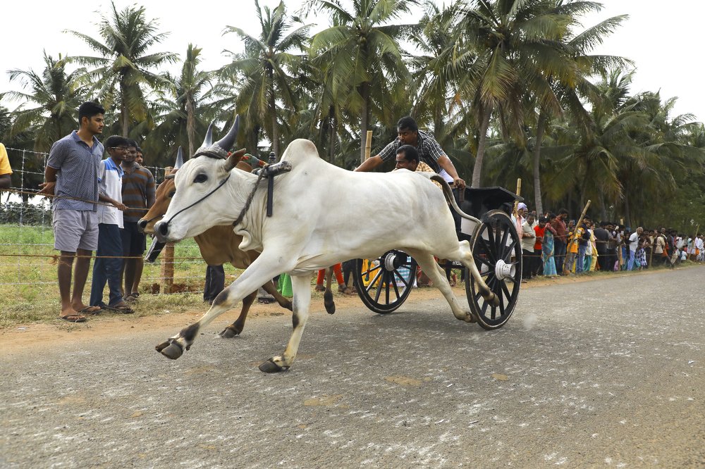 Photograph by R.Raghul