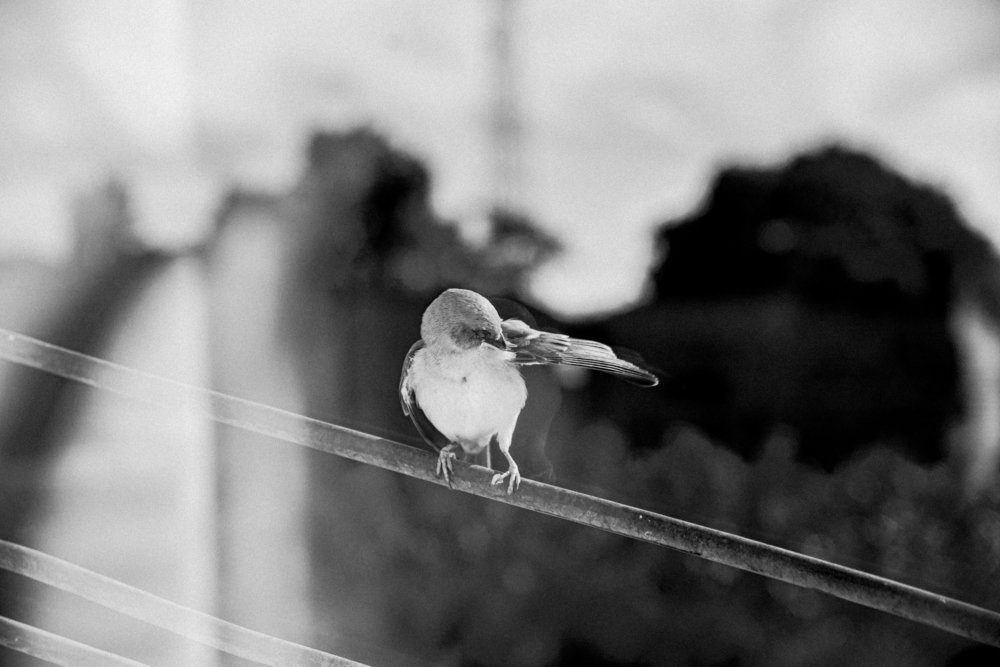 Photograph by Atiko Anthony